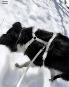 Hands-Free Dog Leash product image 4