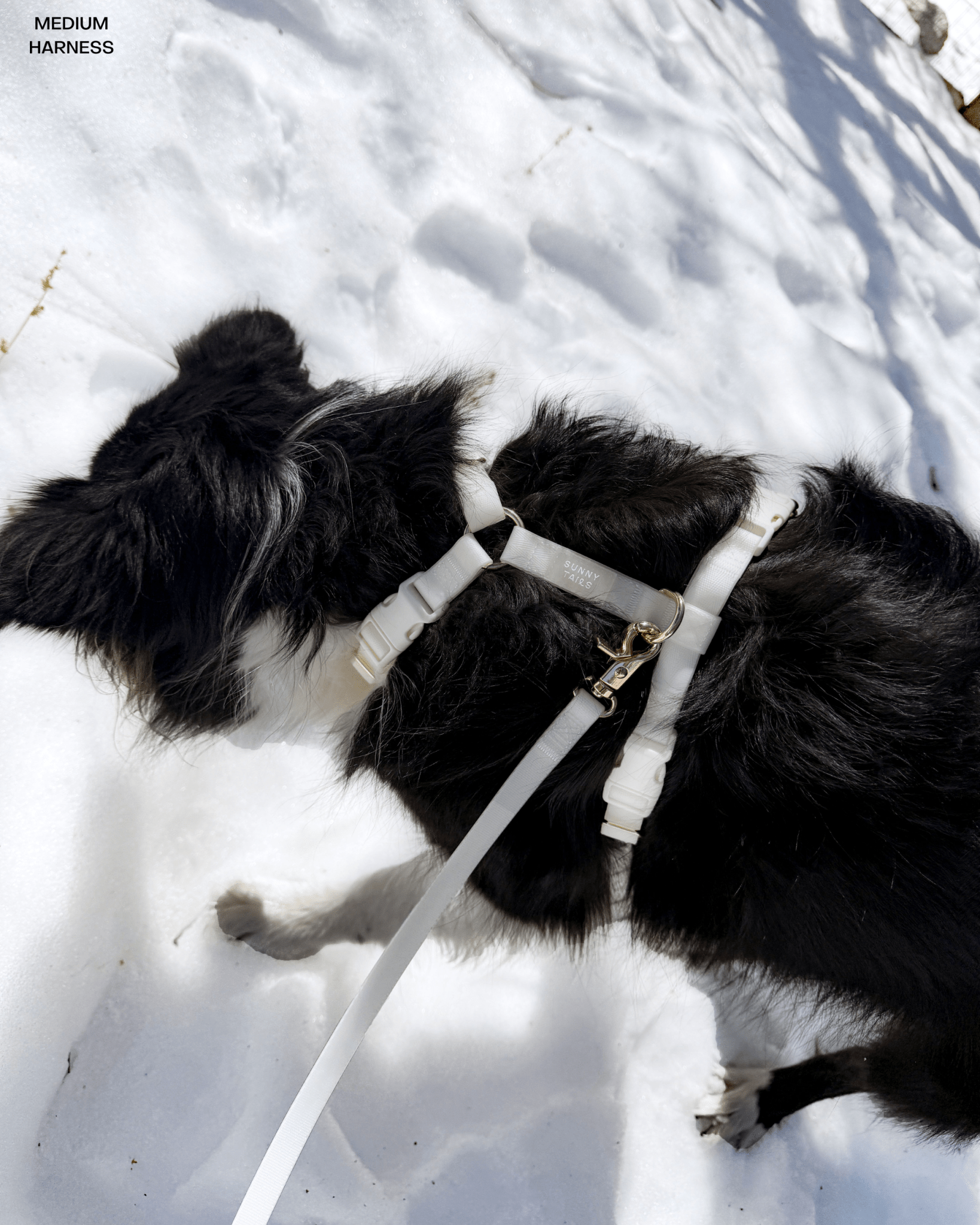 Hands-Free Dog Leash product image 4