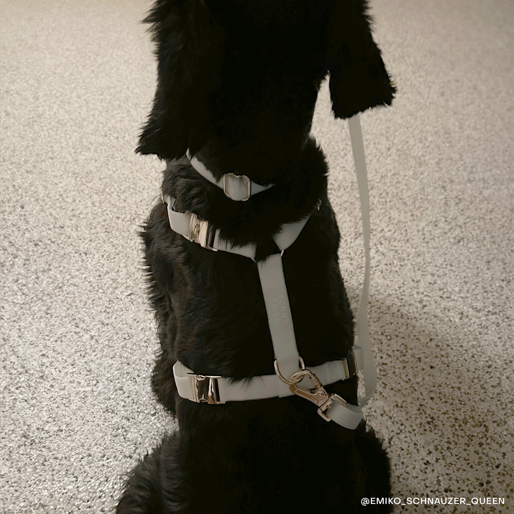 Hands-Free Dog Leash product image 7