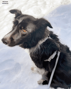 Hands-Free Dog Leash product image 9