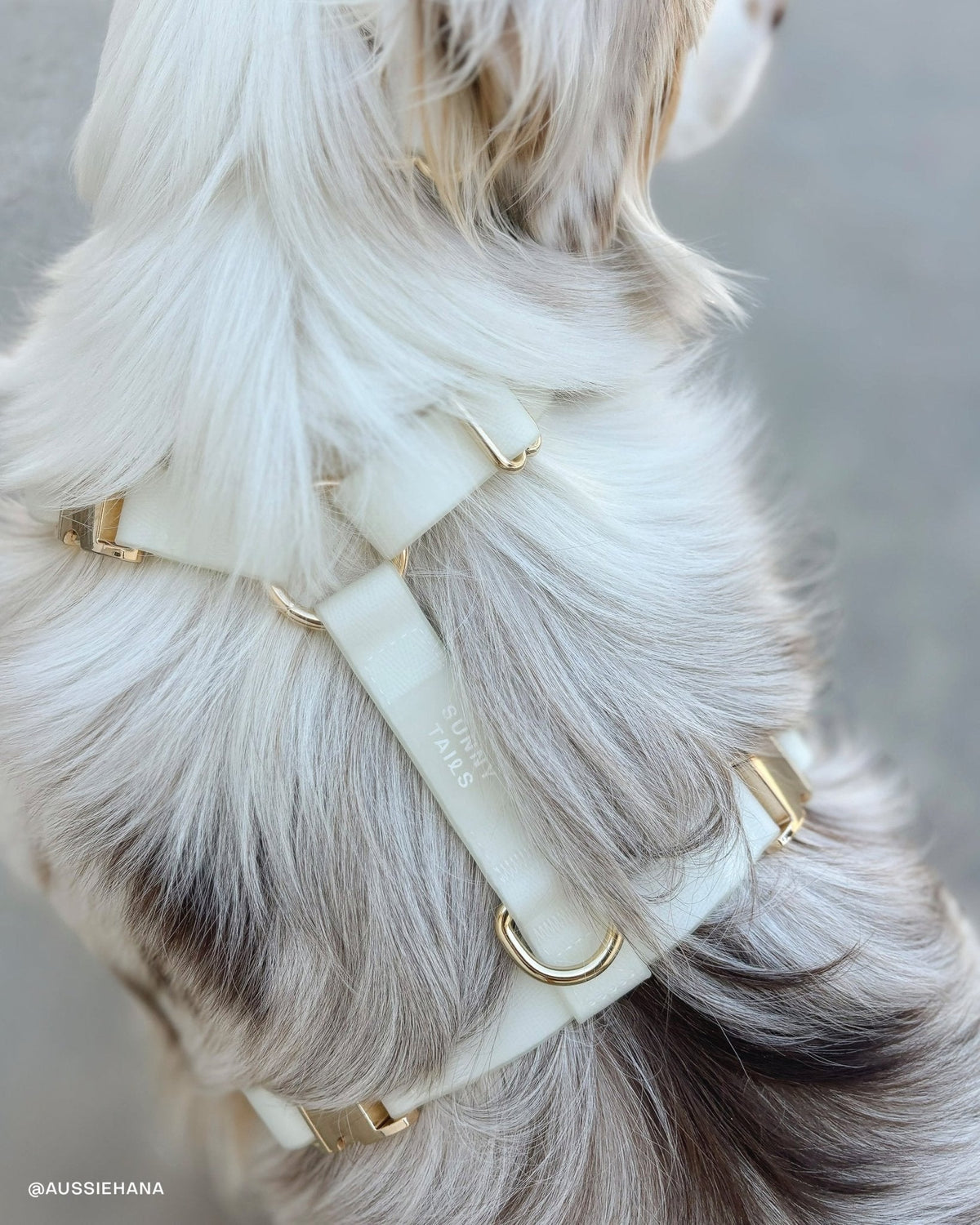 Hands-Free Dog Leash product image 10