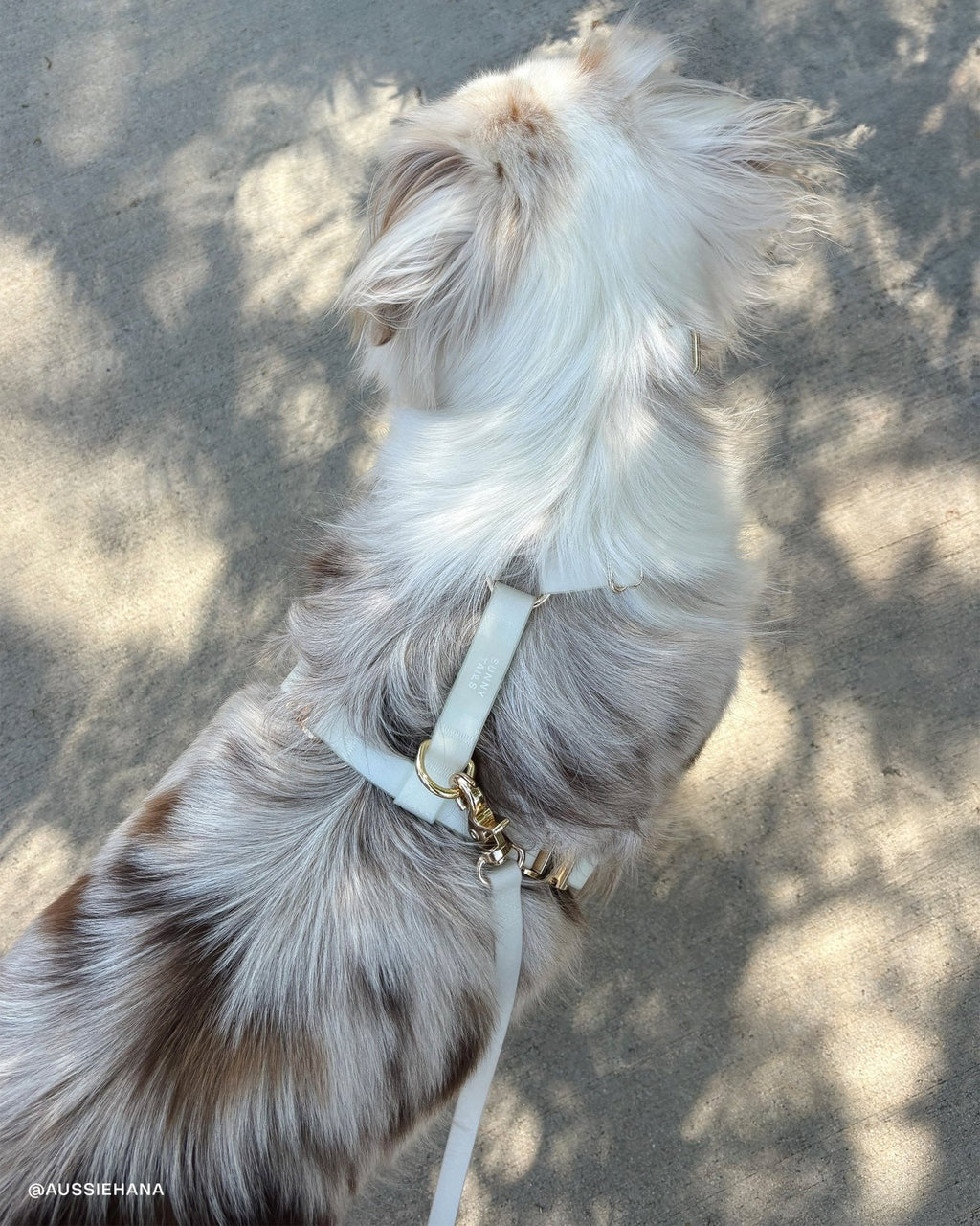 Hands-Free Dog Leash product image 16