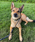 Dog Slip Collar product image 2
