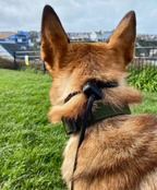 Dog Slip Collar product image 7
