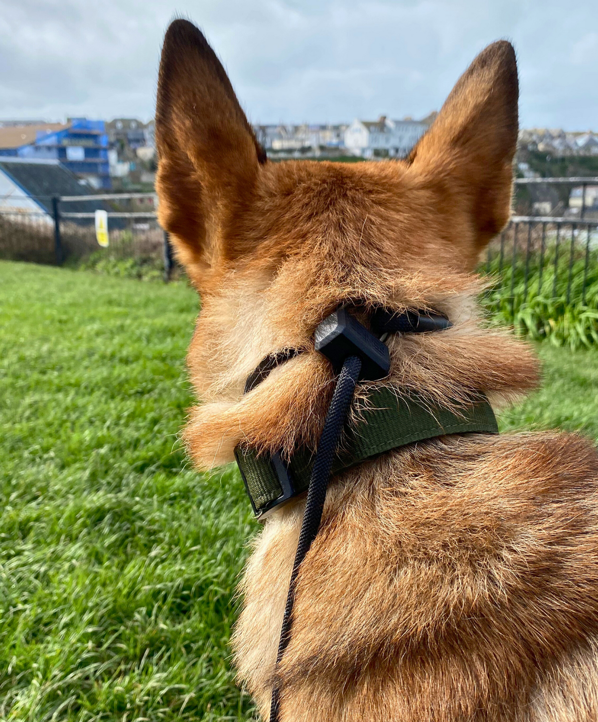 Dog Slip Collar product image 7