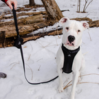 Dog Harness product image 20