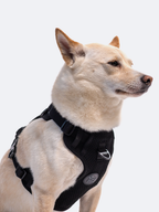 Adjustable Dual-Clip Dog Walking Harness product image 9