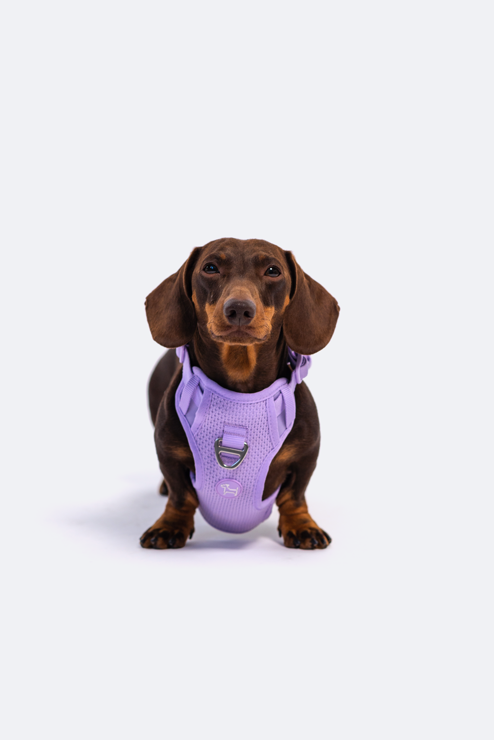 Adjustable Dual-Clip Dog Walking Harness product image 16