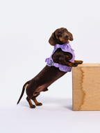 Adjustable Dual-Clip Dog Walking Harness product image 18
