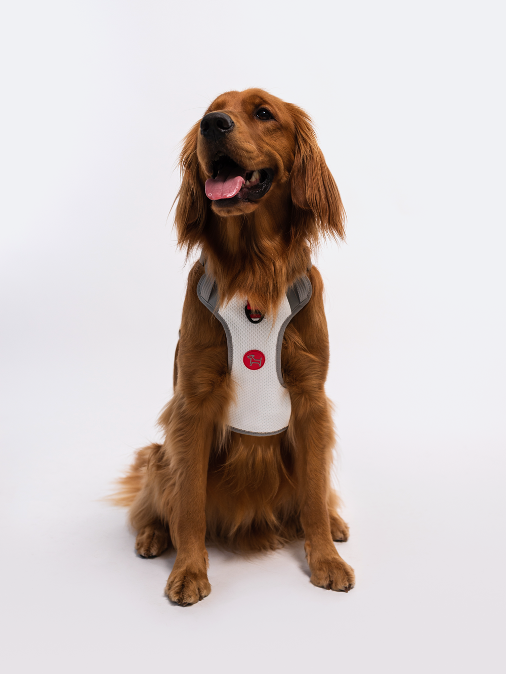 Adjustable Dual-Clip Dog Walking Harness product image 25