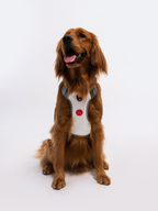 Adjustable Dual-Clip Dog Walking Harness product image 25