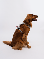 Adjustable Dual-Clip Dog Walking Harness product image 26