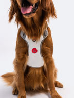Adjustable Dual-Clip Dog Walking Harness product image 27