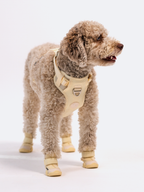 Adjustable Dual-Clip Dog Walking Harness product image 35