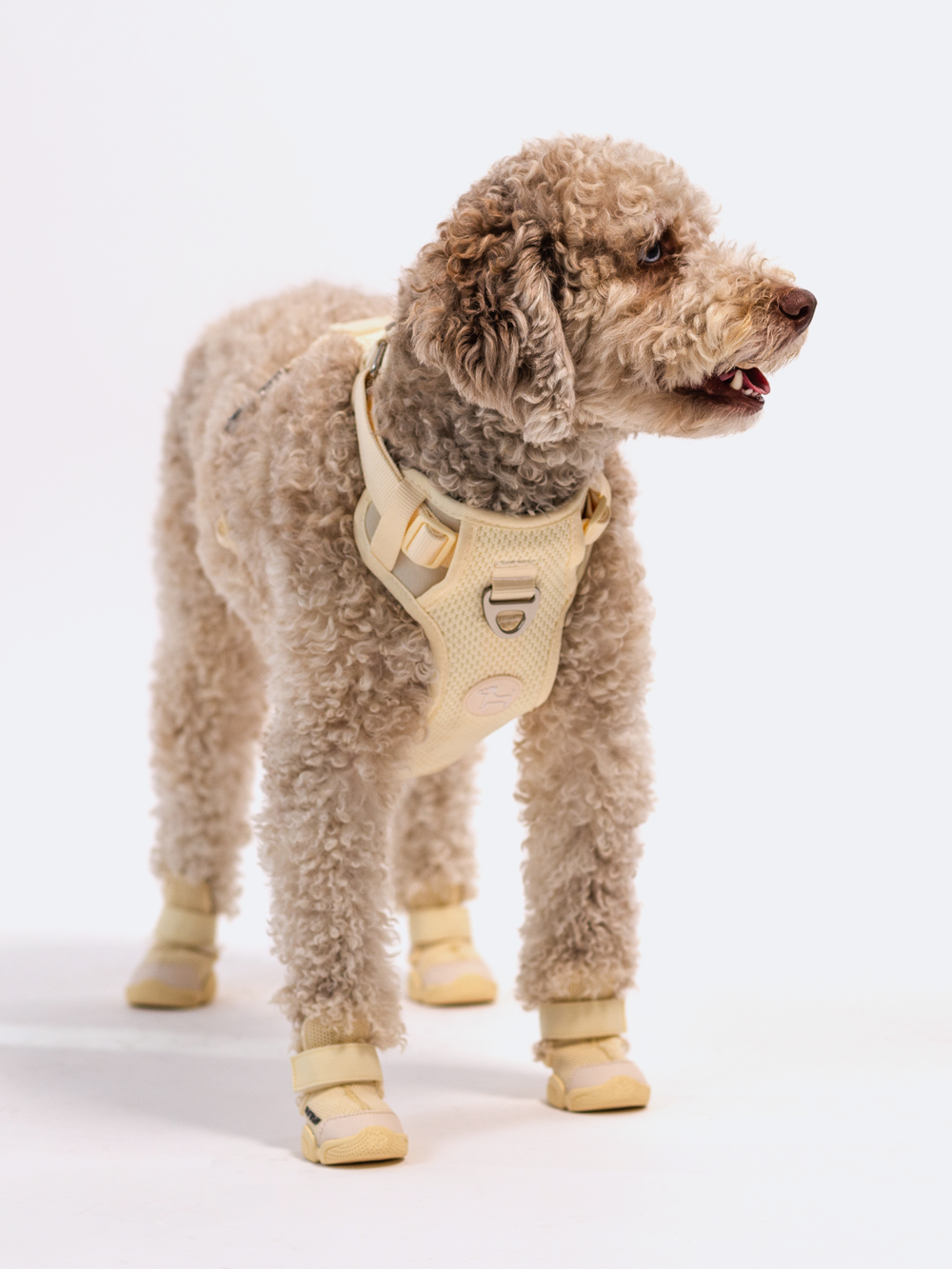 Adjustable Dual-Clip Dog Walking Harness product image 35