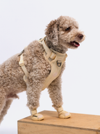 Adjustable Dual-Clip Dog Walking Harness product image 37