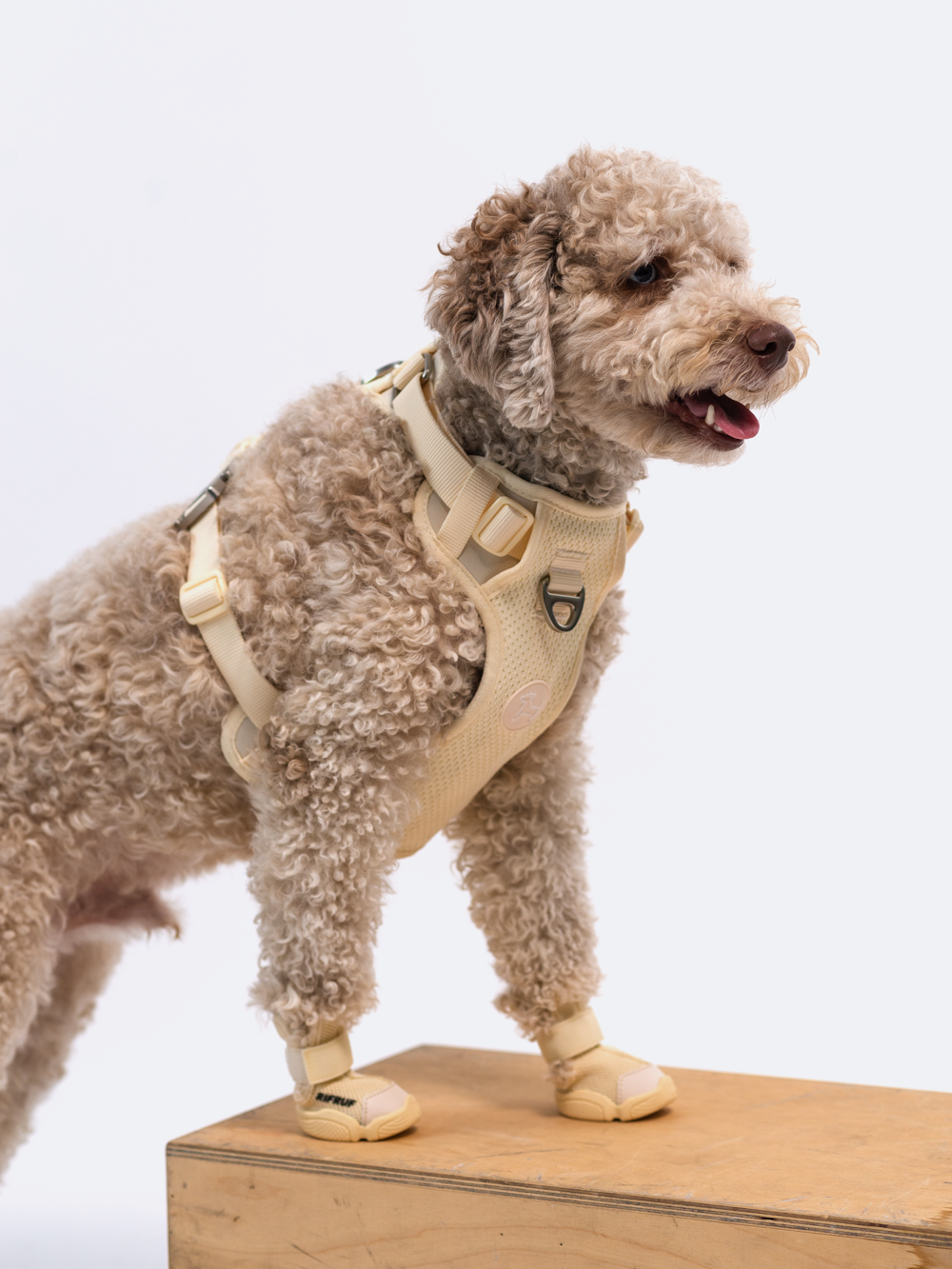 Adjustable Dual-Clip Dog Walking Harness product image 37