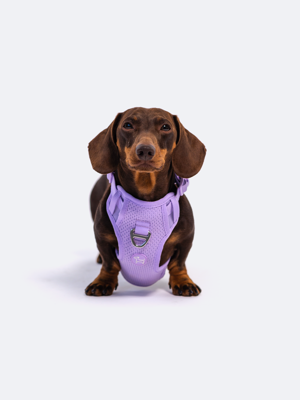 Adjustable Dual-Clip Dog Walking Harness product image 39