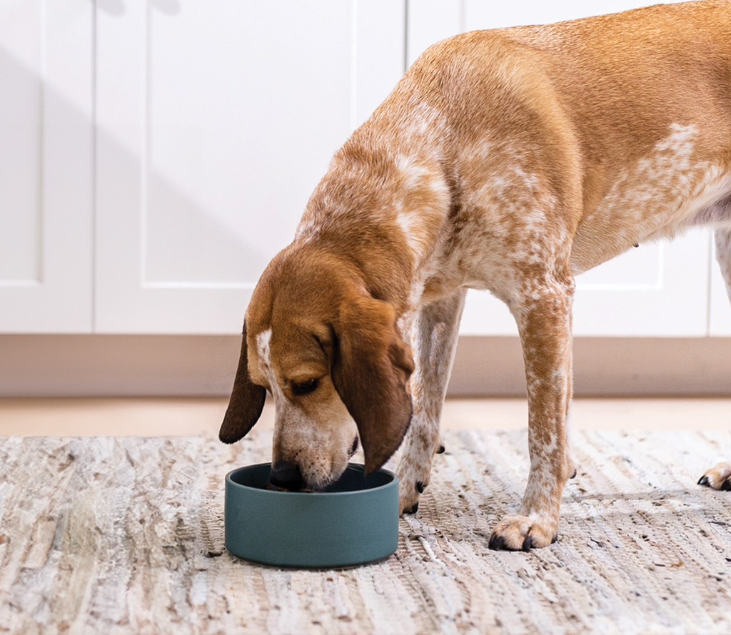 Wet Dog Food product image 5