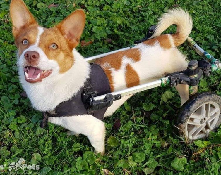 Dog Wheelchair Vest product image 2