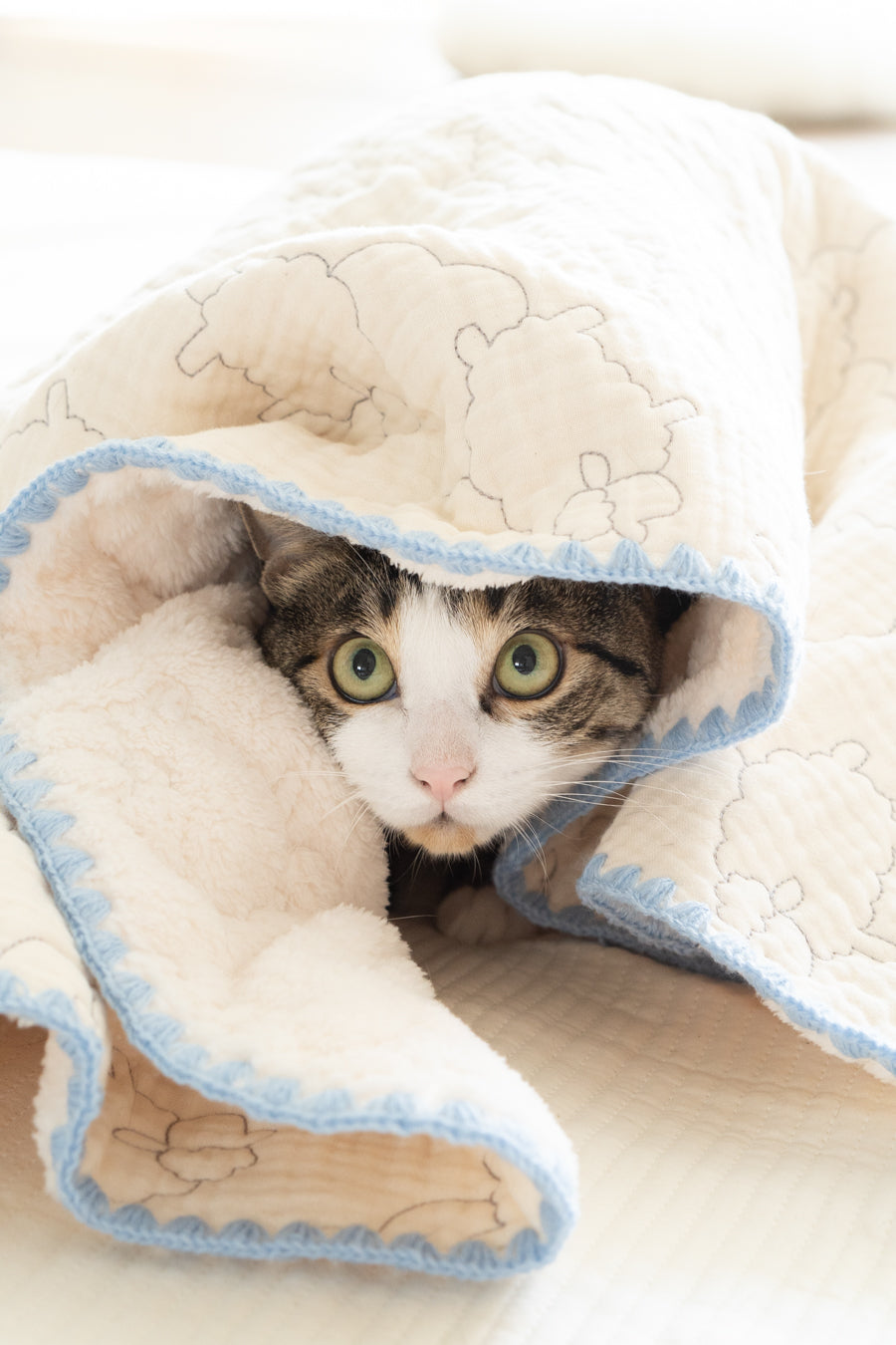 Pet Blanket product image 1