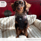 Dog Harness product image 20