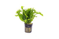 Java Fern product image 1