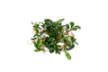 Live Aquarium Plant product image 1