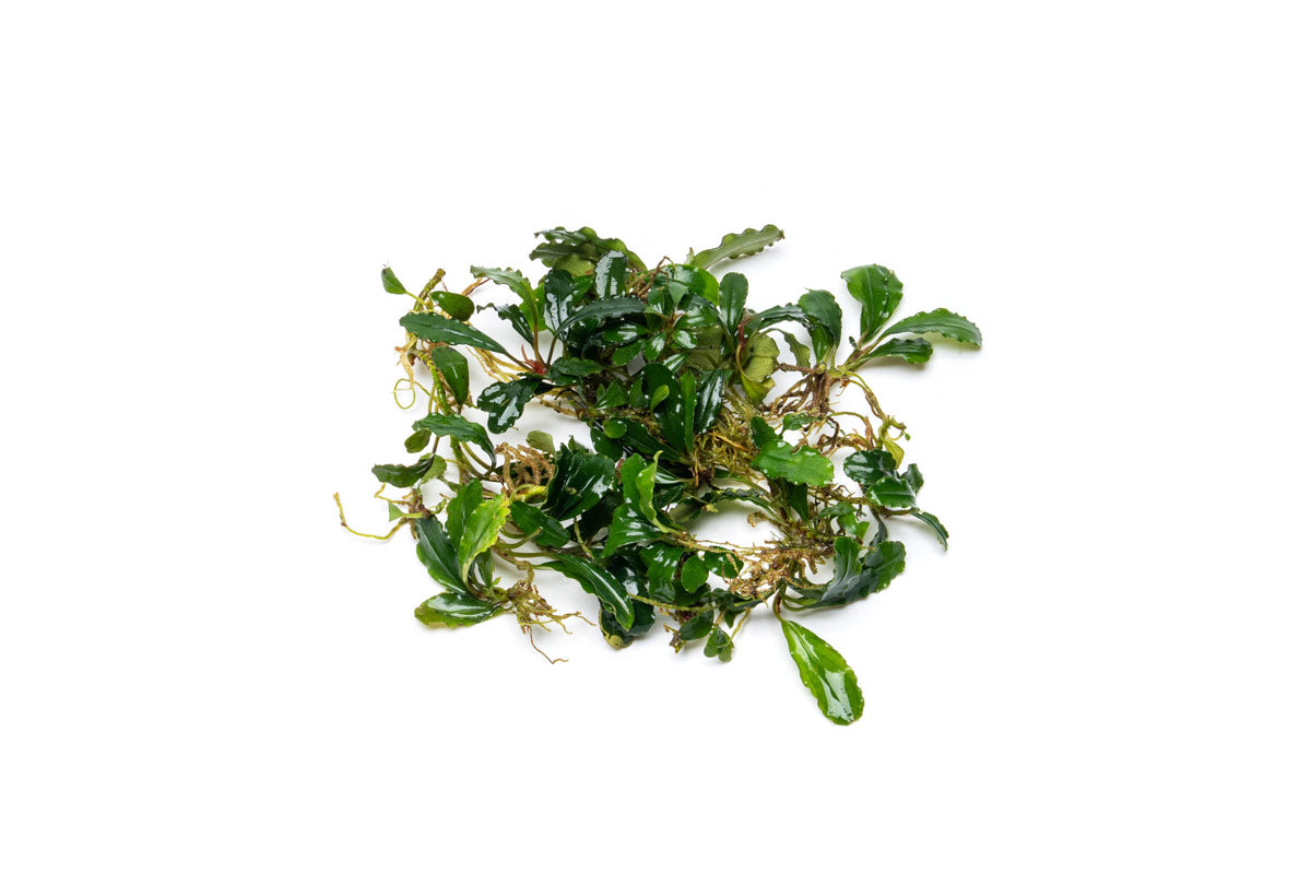 Live Aquarium Plant product image 1