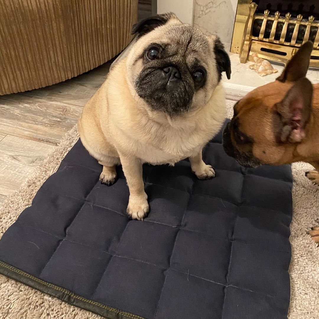 Cooling Dog Bed product image 9