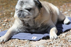 Cooling Dog Bed product image 11