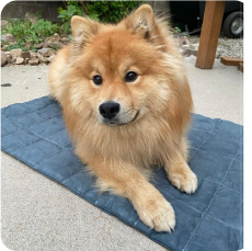 Cooling Dog Bed product image 13