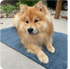 Cooling Dog Bed product image 13