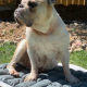 Cooling Dog Bed product image 15