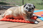 Cooling Dog Bed product image 17