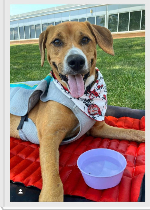 Cooling Dog Bed product image 19