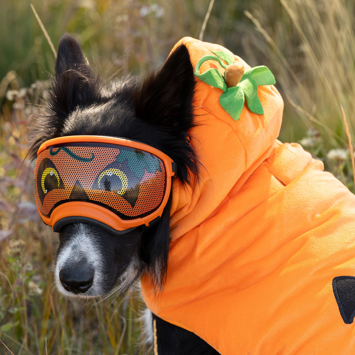 Dog Goggles Lens Wraps product image 3
