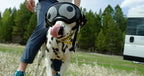 Dog Goggles Lens Wraps product image 12
