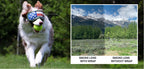 Dog Goggles Lens Wraps product image 13