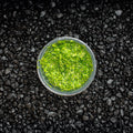 Floating Duckweed Aquarium Plants Default Title