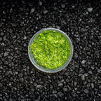 Floating Duckweed Aquarium Plants Default Title
