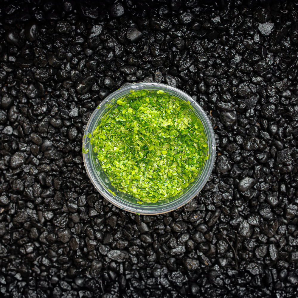 Floating Duckweed Aquarium Plants product image 1