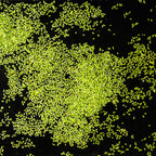 Floating Duckweed Aquarium Plants product image 2