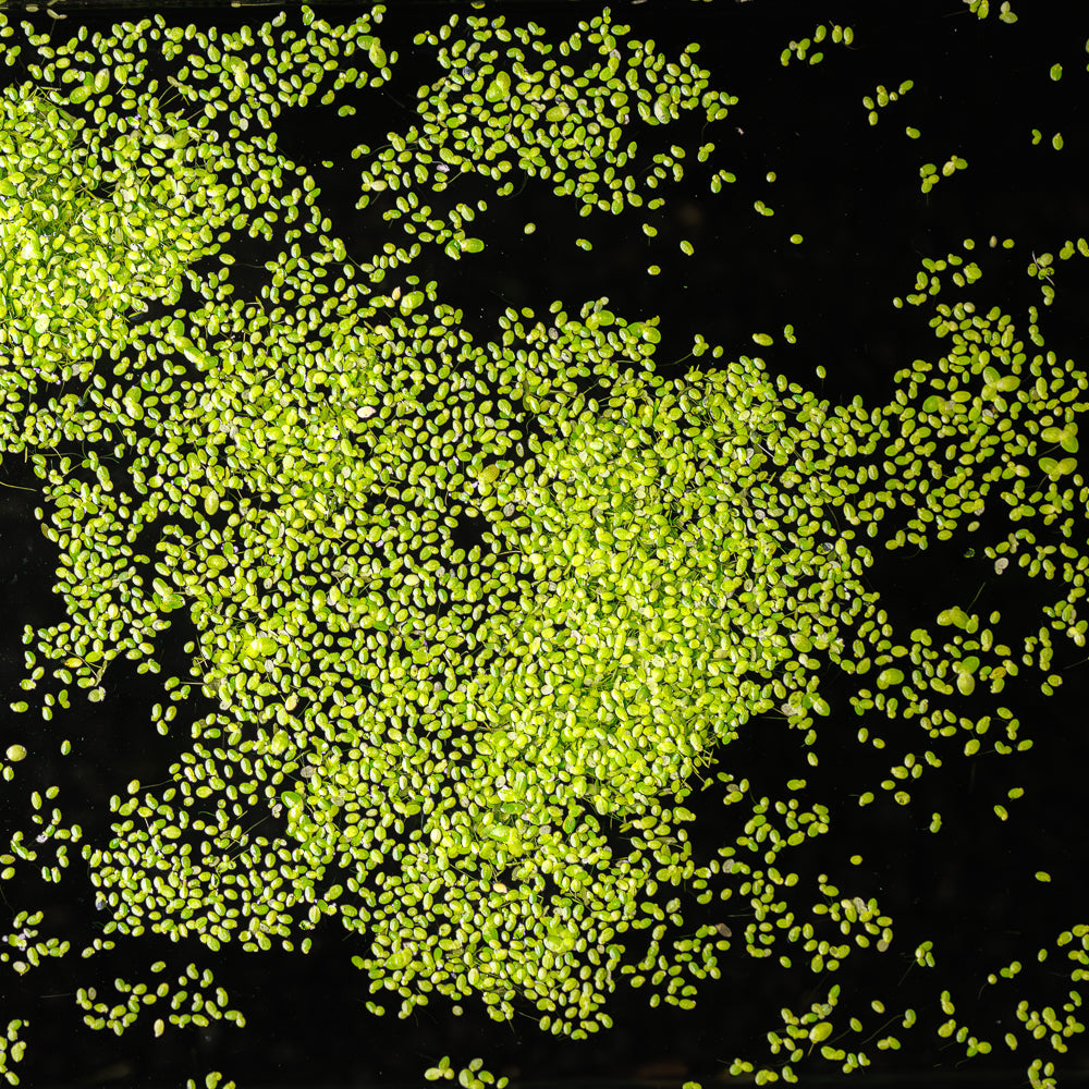Floating Duckweed Aquarium Plants product image 2