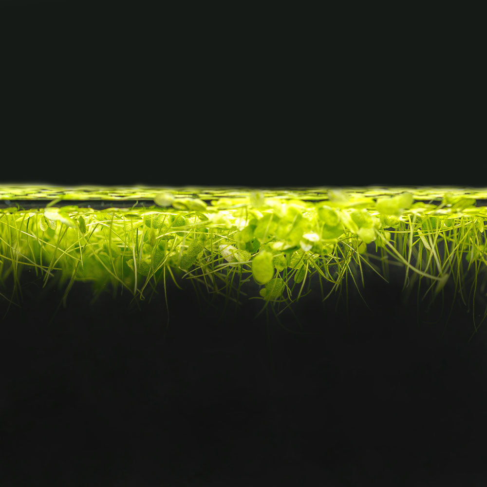 Floating Duckweed Aquarium Plants product image 3