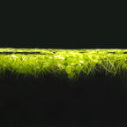 Floating Duckweed Aquarium Plants product image 3