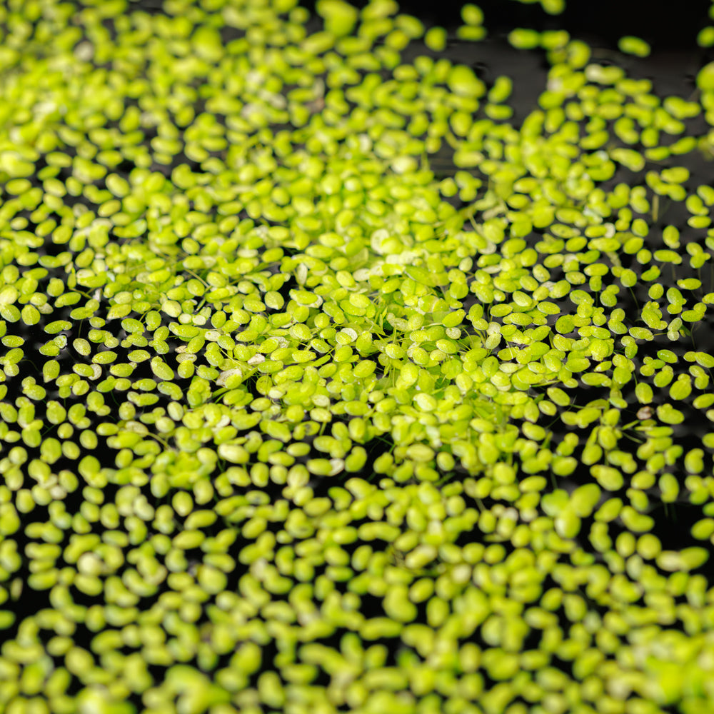 Floating Duckweed Aquarium Plants product image 4