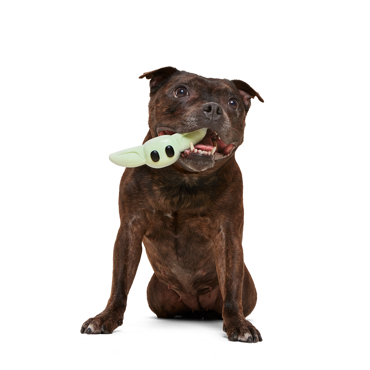 Nylon Dog Chew Toy product image 4