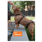 Dog Enrichment Cards product image 6