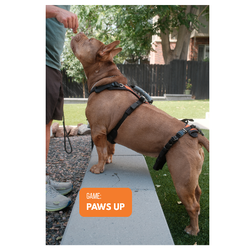 Dog Enrichment Cards product image 6